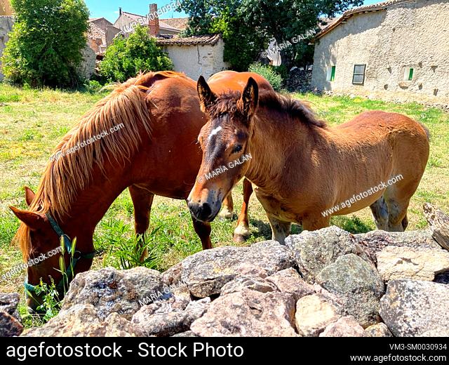 Colt and mare in a medaow. Pinilla del Valle, Madrid province, Spain