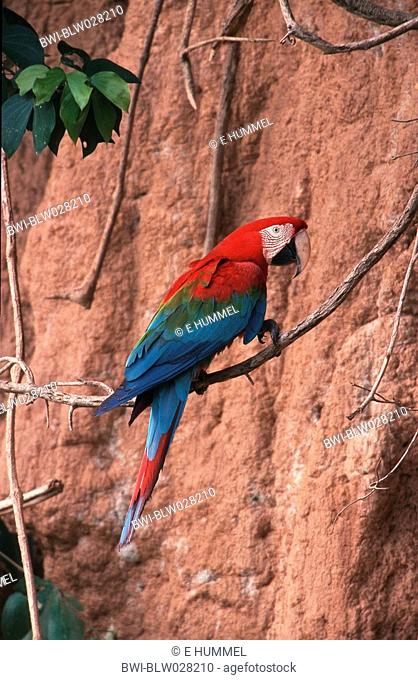 green-winged macaw Ara chloroptera