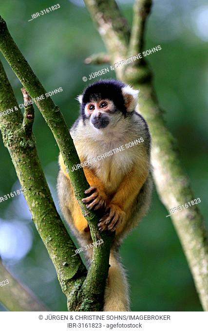 Common Squirrel Monkey (Saimiri sciureus), adult, captive, Apeldoorn, Gelderland, The Netherlands