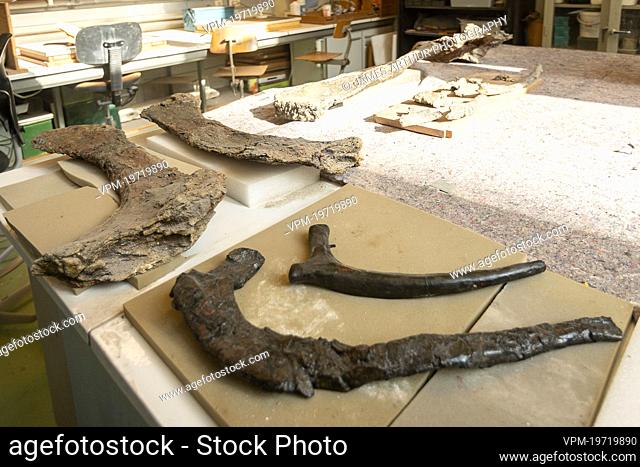 Illustration picture shows a visit to the Natural Sciences Museum in Brussels, Wednesday 09 March 2022. The preparations of the Diplodocus Dan skeleton have...