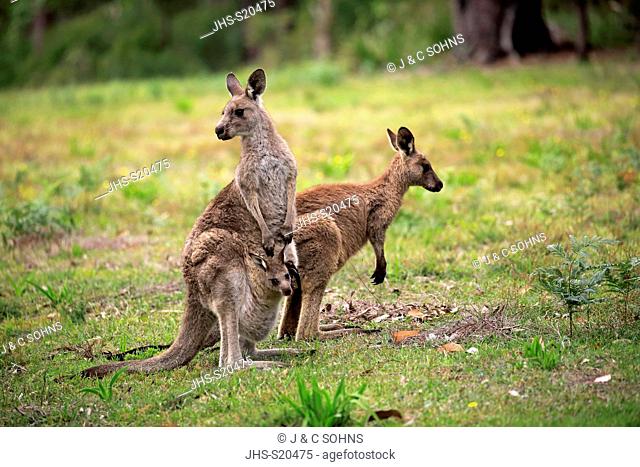 Eastern Grey Kangaroo, (Macropus giganteus), adult female with young looking out of pouch, adult with joey in pouch, Merry Beach, Murramarang Nationalpark