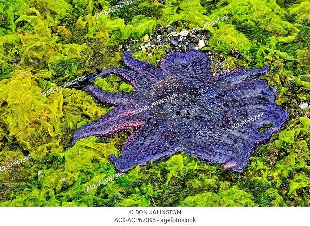 Exposed Sunflower star (Pycnopodia helianthoides) at low tide, Haida Gwaii (Queen Charlotte Islands) Gwaii Haanas NP, British Columbia, Canada
