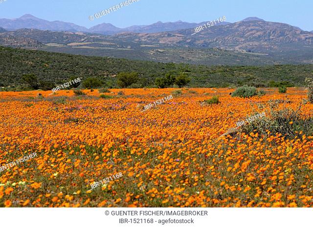 Carpet of spring flowers in Skilpad Nature Reserve near Mamieskron, Namaqualand, South Africa, Africa