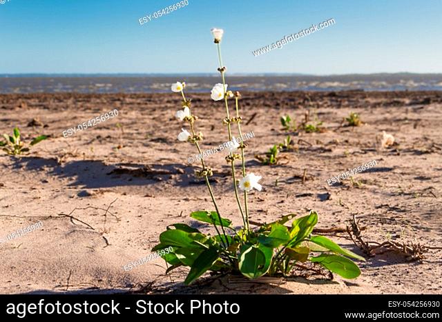 white and yellow flower on the beach in the city of federation province of entre rios argentina