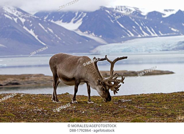 Norway , Spitzbergern , Svalbard , Ny-Alesund , Reindeer Rangifer tarandus  , grazing in the tundra