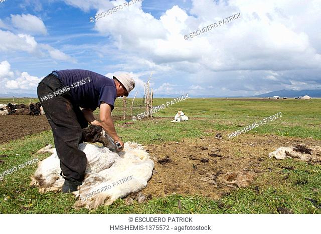 Kyrgyzstan, Naryn Province, shepperd shearing a sheep on mountain pastures at Song-Kol lake state zoological reserve