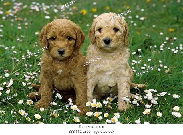 Portrait of Labradoodle puppy pair