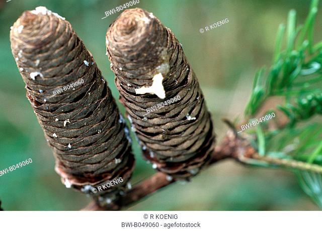 European silver fir Abies alba, ripe cones at a branch, Germany
