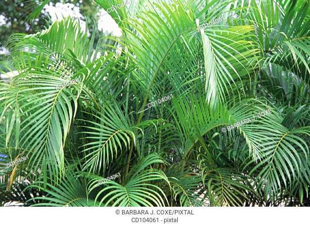 Areca or Yellow Palm (Chrysalidocarpus lutescens)