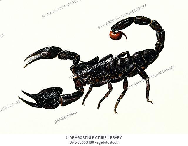 Imperial scorpion (Pandinus imperator), Scorpionidae. Artwork by Bridgette James