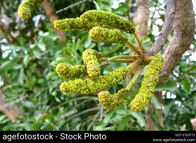 Spiked cabbage tree (Cussonia spicata) is a medicinal evergreen tree native to southeast Africa. Fruits