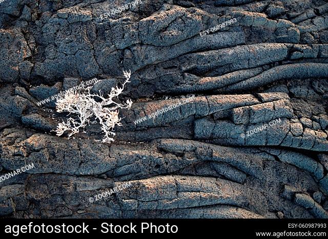Lava string formation with a dry bush and sunlight close up, El Hierro, Canary Islands, Spain