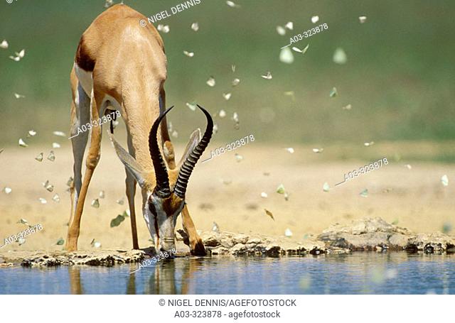 Springbok (Antidorcas marsupialis), drinking at waterhole with butterflies. Kgalagadi Transfrontier Park, Kalahari, South Africa