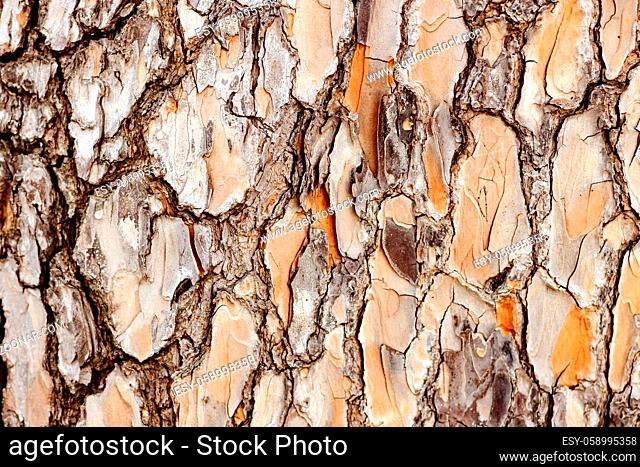 rustic wood bark texture background. Pine tree texture abstract backdrop