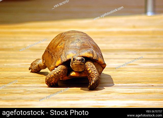 A slow moving turtle plods along a wooden boardwalk