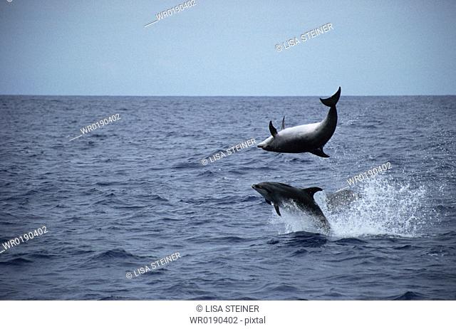 Bottlenose Dolphin Tursiops truncatus leaping duo Azores