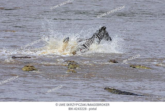 Plains zebra (Equus quagga) being hunted by Nile crocodiles (Crocodylus niloticus) while crossing river, Mara River, Masai Mara, Narok County, Kenya