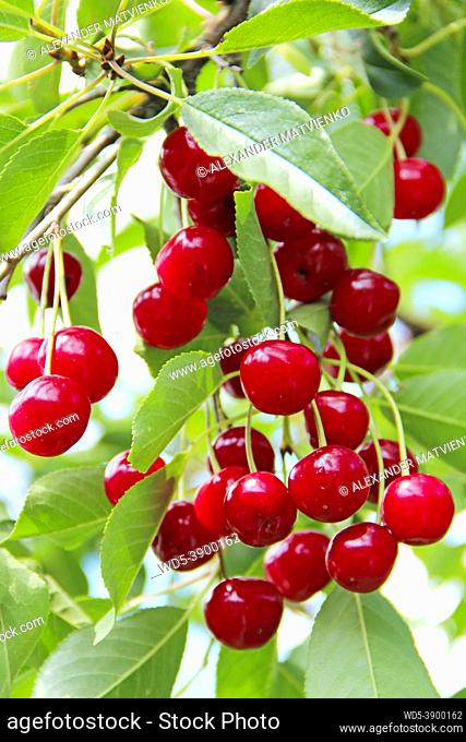 Ripe cherry hanging on branch. Red berries of cherry hang on tree. Clusters of cherry berries