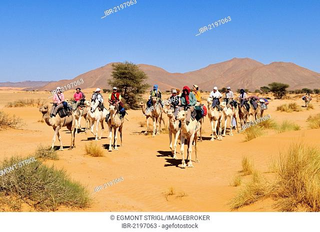 Camel caravane travelling through a wadi, oued of Adrar Tekemberet, Immidir, Algeria, Sahara, North Africa