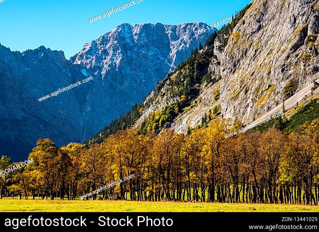 Autumn view of the maple trees at Ahornboden, Karwendel mountains, Tyrol, Austria
