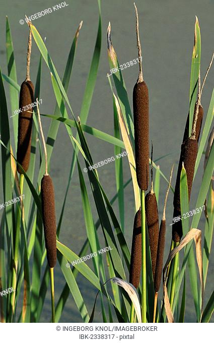 Bulrush or Cattail (Typha)