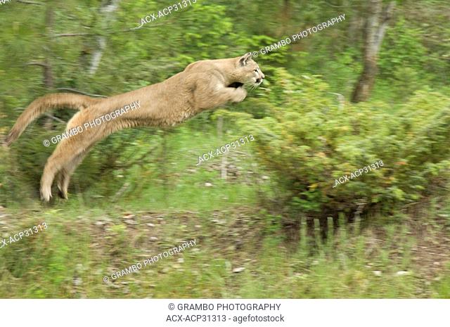 Cougar Puma concolor leaping, Montana, USA