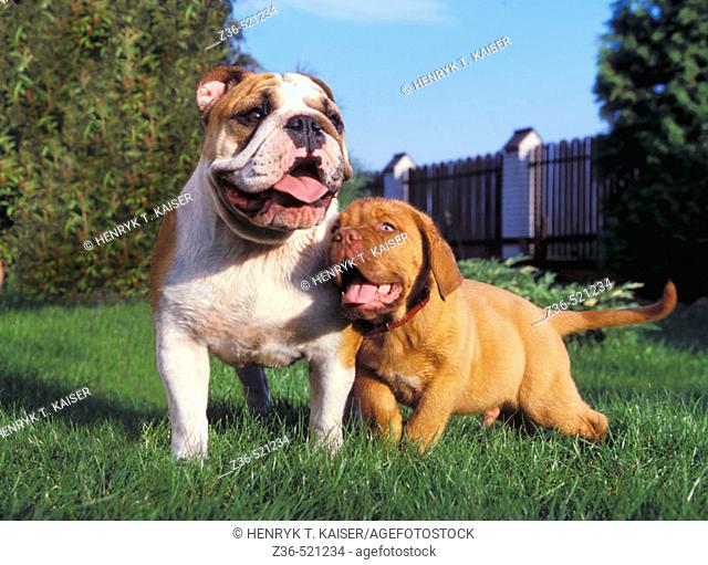 Dogue De Bordeaux and English Bulldog dogs together