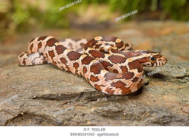 corn snake (Elaphe guttata, Pantherophis guttatus), lying on a rock