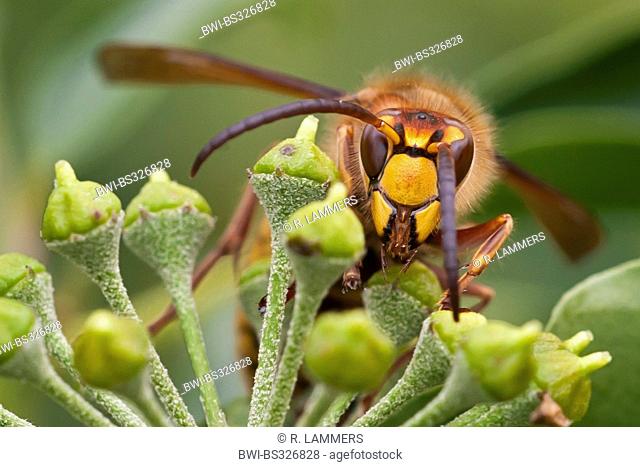 hornet, brown hornet, European hornet (Vespa crabro), on an ivy umbel, Germany, North Rhine-Westphalia