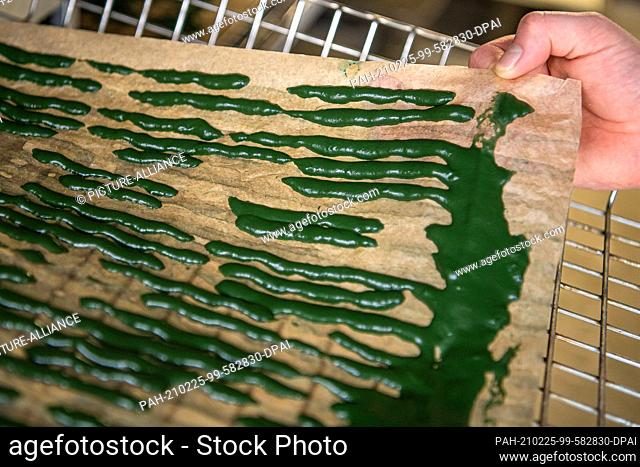 17 February 2021, Lower Saxony, Rockstedt: Algae paste lies on a tray to dry. Microalgae are considered a superfood. Rich in proteins and vitamins