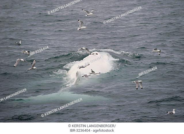 Rare, possibly the only, white Humpback Whale (Megaptera novaeangliae) in the northern hemisphere