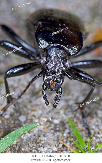 Garden ground beetle (Carabus hortensis, Oreocarabus hortensis), portrait, Germany