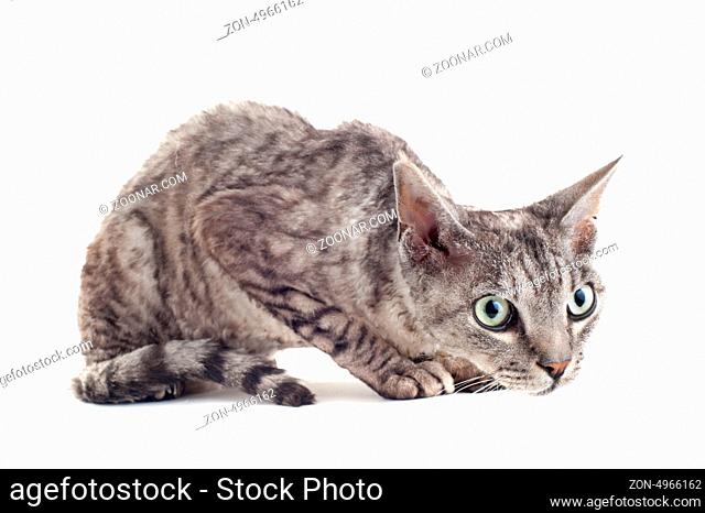 portrait of a purebred devon rex cat on a white background