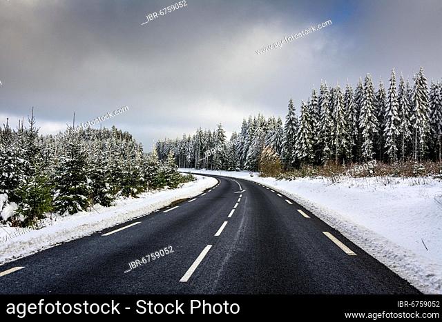 Winter road in a forest of firs in winter, Natural Regional Park of Livradois Forez, Puy de Dome department, Auvergne-Rhone-Alpes, France, Europe