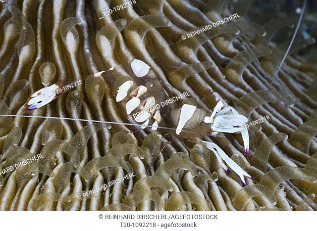 Commensal Shrimp on Mushroom Coral, Periclimenes magnificus, Lembeh Strait, North Sulawesi, Indonesia