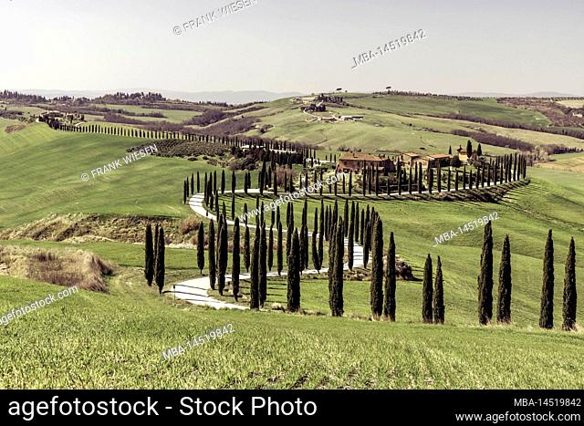 Italy, Tuscany, cypress avenue in Val d'Orcia