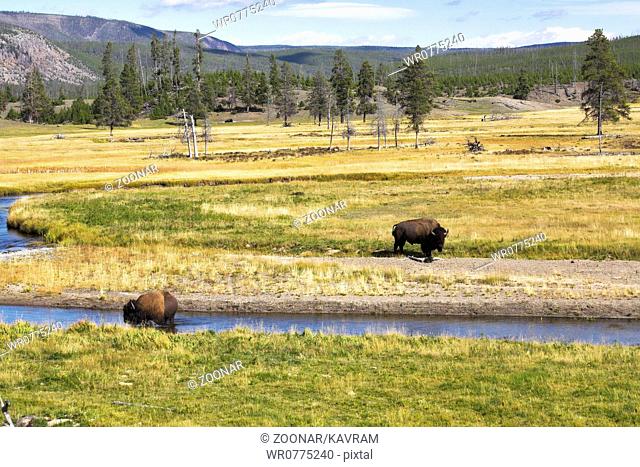 Two huge bisons