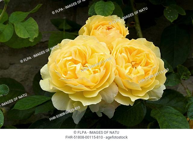 Cultivated Rose Rosa sp 'Graham Stuart Thomas' flowering, cluster of three blooms, in garden, Dorset, England