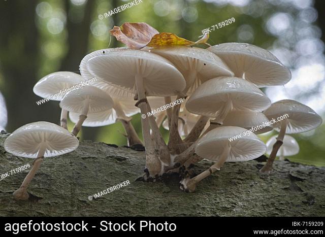 Porcelain fungi (Oudemansiella mucida), Emsland, Lower Saxony, Germany, Europe