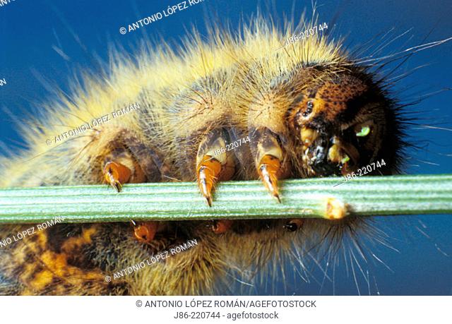 Grass Eggar caterpillar (Lasiocampa trifolii)