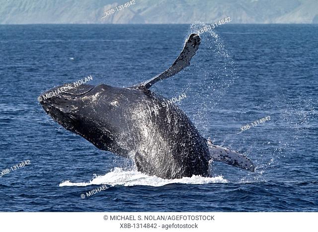 Humpback whale Megaptera novaeangliae breaching on the Pacific side of Isla Magdalena, Baja California Sur, Mexico  MORE INFO Each winter hundreds of humpback...
