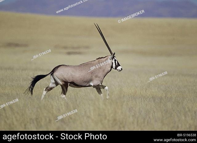 Gemsbok (Oryx gazella), Sossusvlei, Namibia, side, Africa