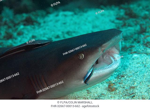 Whitetip Reef Shark Triaenodon obesus adult, close-up of head, with Sharksucker Echeneis naucrates attached and Bluestreak Cleaner Wrasse Labroides dimidiatus...