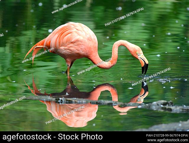 23 July 2021, Brandenburg, Cottbus: A Caribbean flamingo stands next to a small island in the bird aviary pond at the zoo