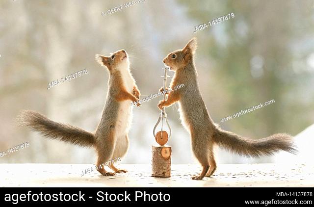 red squirrel is holding a tool with an walnut
