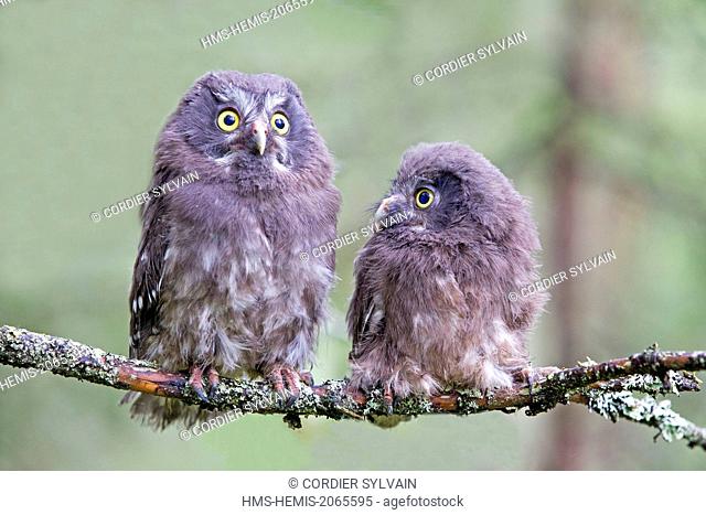 Finland, Kuhmo area, Kajaani, Boreal owl or Tengmalm's owl (Aegolius funereus), two youngs just after they left the nest, perched on a branch