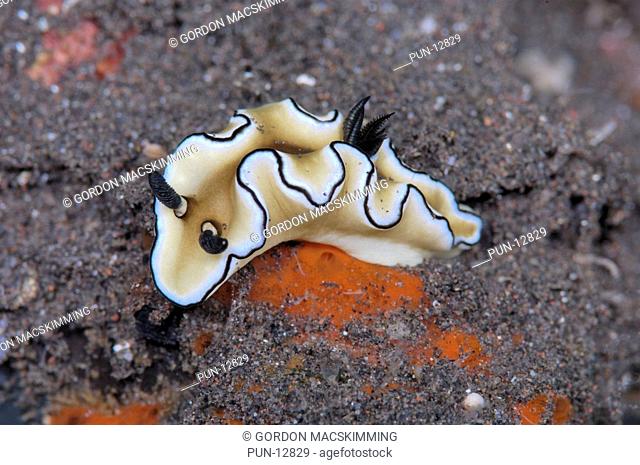 This is certainly not one of the most colourful nudibranchs Glossodoris atromarginata, however the contrast between the light body tones and the dark mantle...