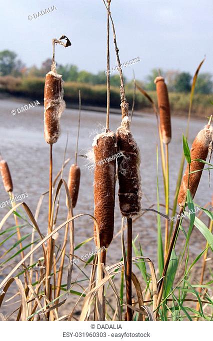 Cattail mace (Typha latifolia) plants of the waterfronts
