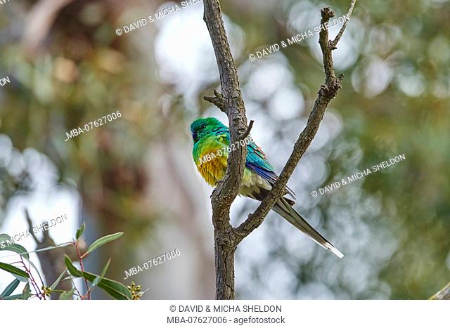 Mulga parrot (Psephotellus varius) sitting on a branch, side view, wildlife, Victoria, Australia