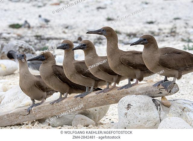 A group of juvenile Red-footed booby (Sula sula) perched on a log on a beach on Genovesa Island (Tower Island) in the Galapagos Islands, Ecuador